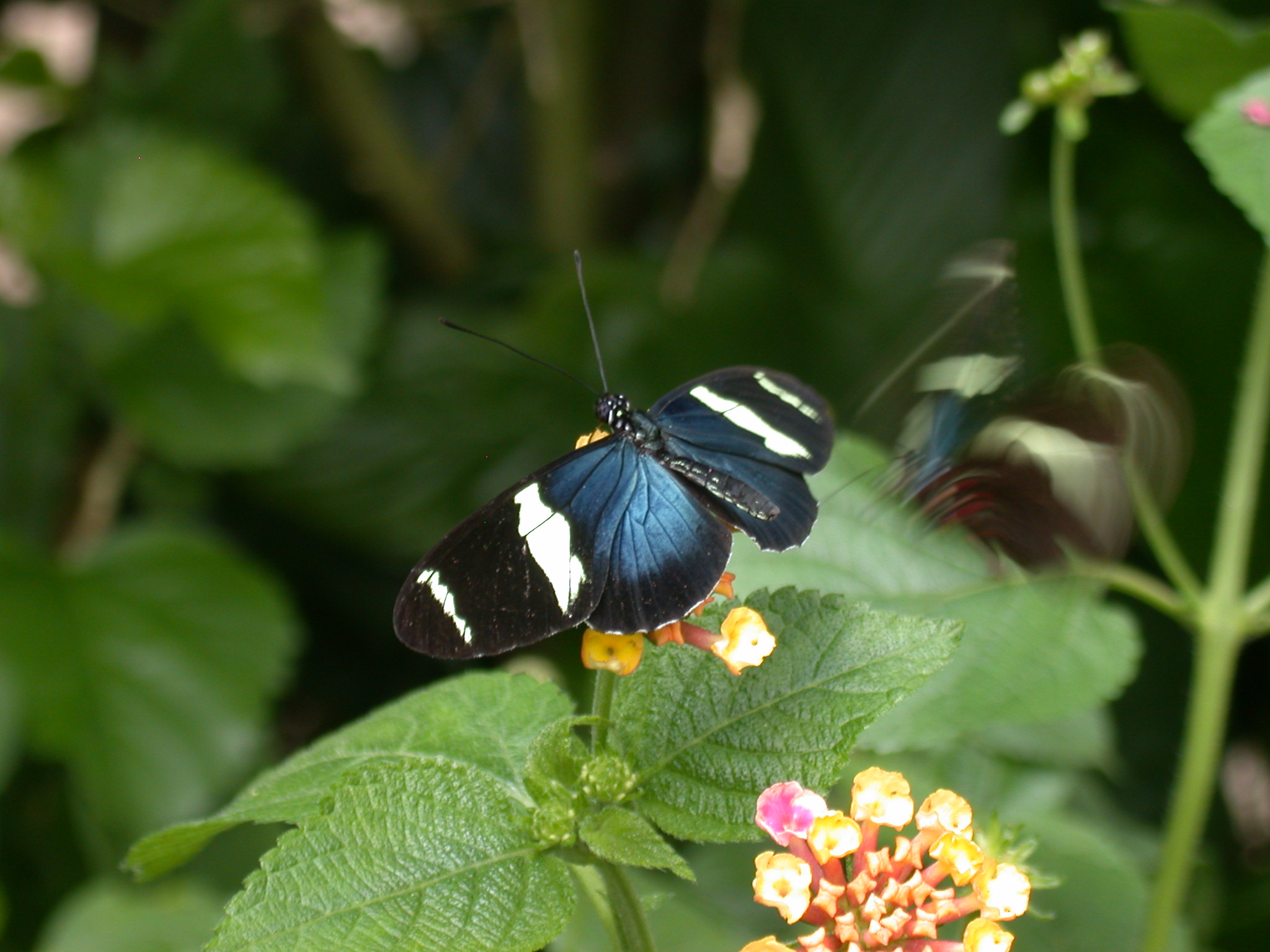Papillon dans son jardin tropical