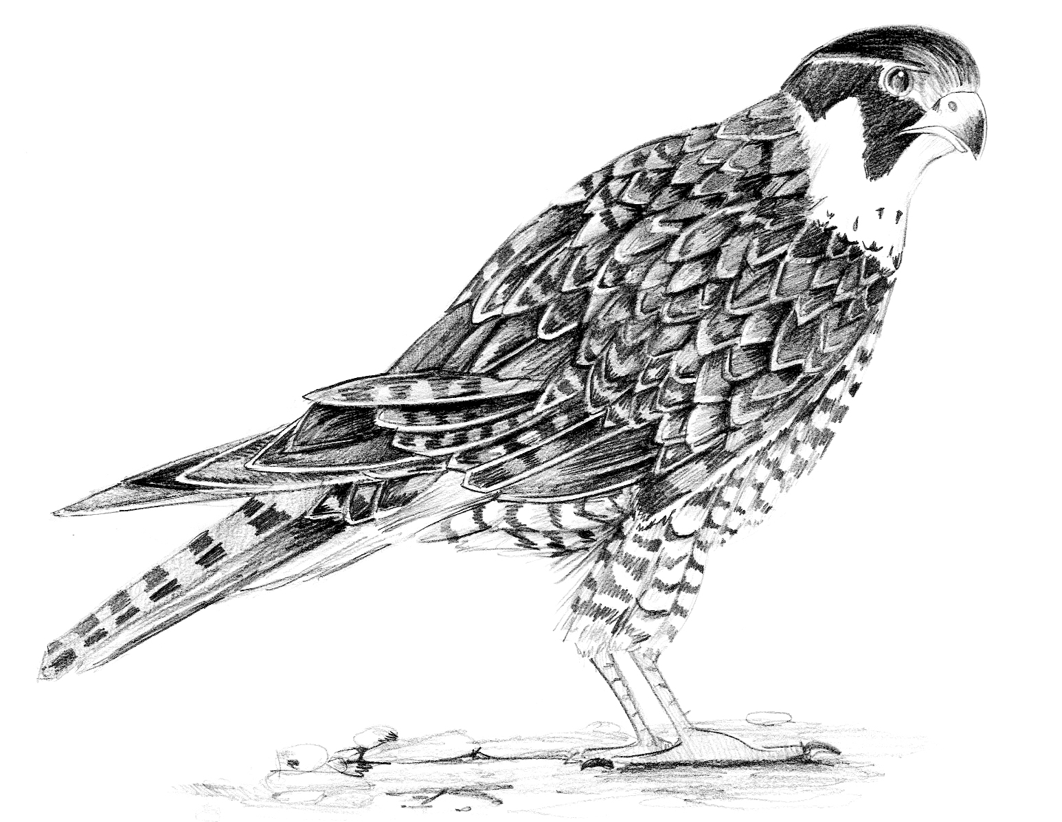 Faucon - Crayonné 45 mn - Muséum national d'histoire naturelle