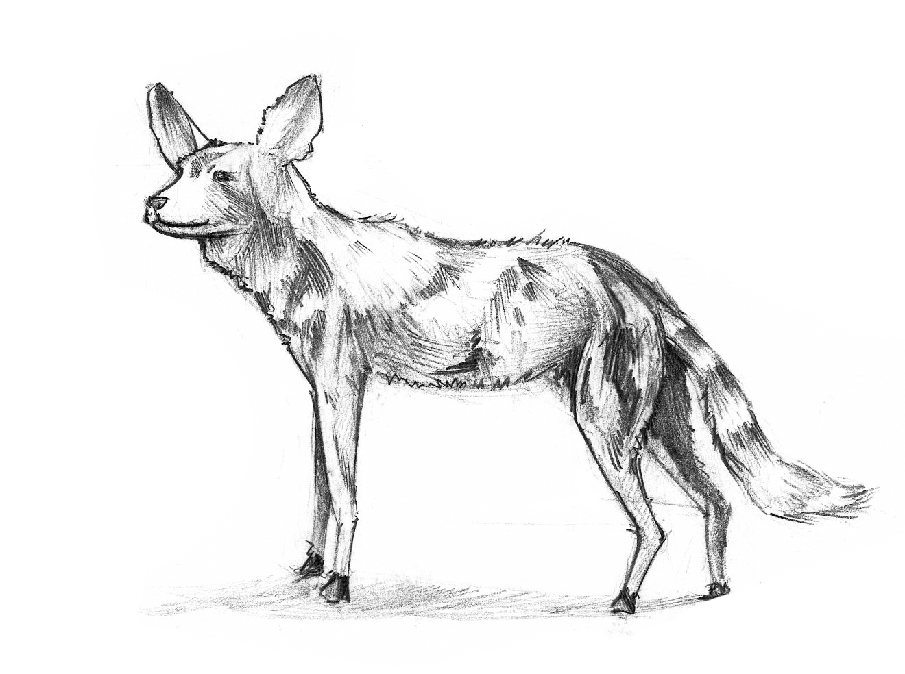 Le Chacal / Esquisse au crayon 25 mn