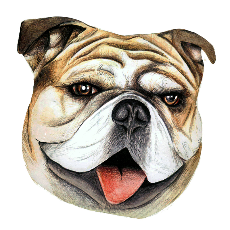 🐶 Portrait de Bouledogue Anglais